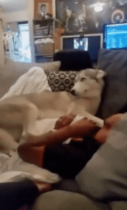 “주인 곁은 내가 지킨다!” 소파 위 허스키의 따뜻한 고집