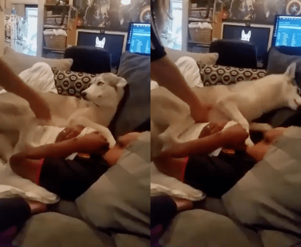 출처 : Reddit / 감히 나를 떼어내려 하개? 더 붙을 거개!