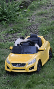 판다의 노란 볼보 자동차 점검 현장?