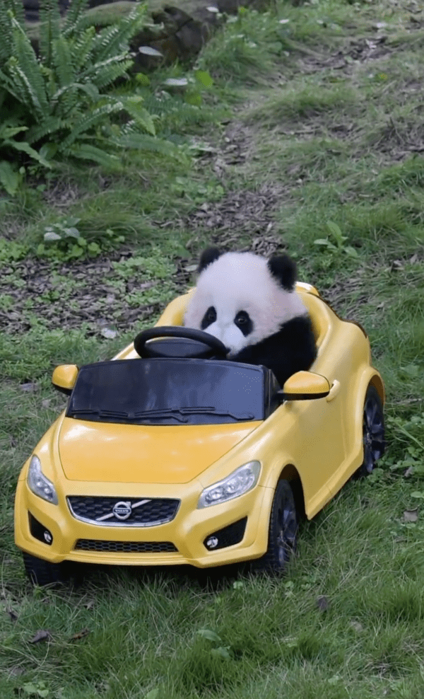 출처 : Reddit / 판다 : 핸들 체크 완료!