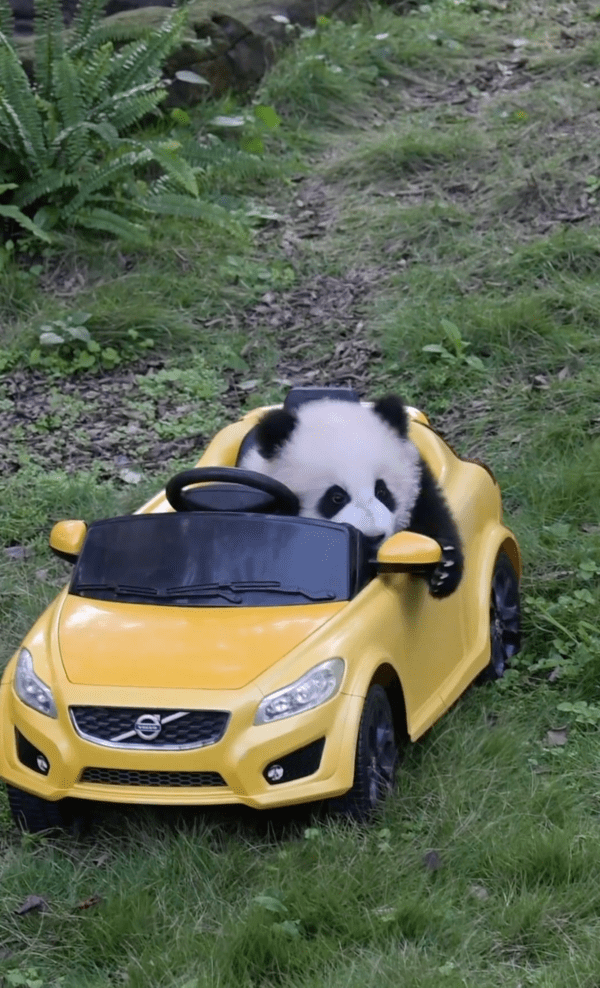 출처 : Reddit / 판다 : 이게 사이드미러인가?