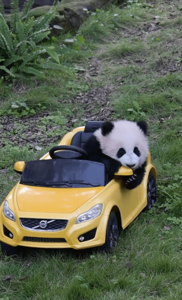 출처 : Reddit / 판다 : 사이드미러는 이렇게 확인하나?