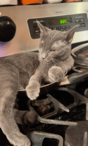 위험 속의 평온함: 고양이의 독특한 휴식 장소