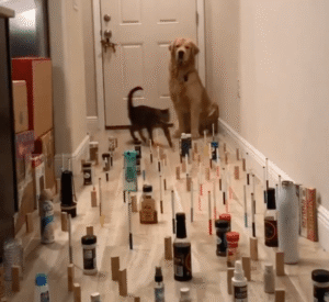 고양이와 골든 리트리버의 유쾌한 복도 퍼레이드