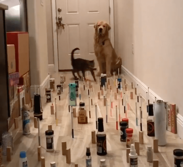 출처 : Reddit / 고양이 : 나 먼저 지나간다냥~ 리트리버 : 기다린다개!