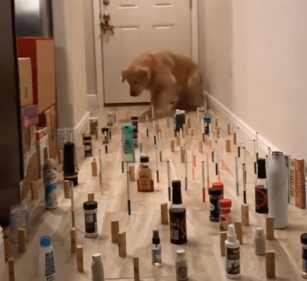 출처 : Reddit / 리트리버 : 이제 나도 슬슬 출발한다개!