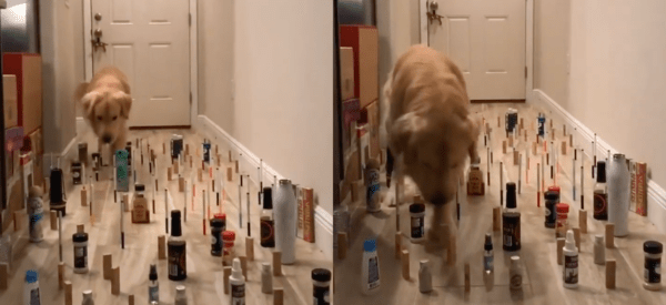 출처 : Reddit / 리트리버 : 나도 이 정도는 껌이라개~