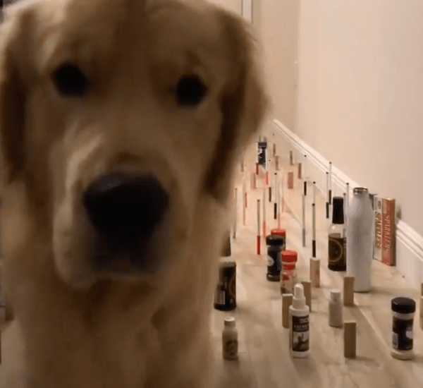 출처 : Reddit / 강아지 : 잘 넘어왔으니까 이제 간식 주개?