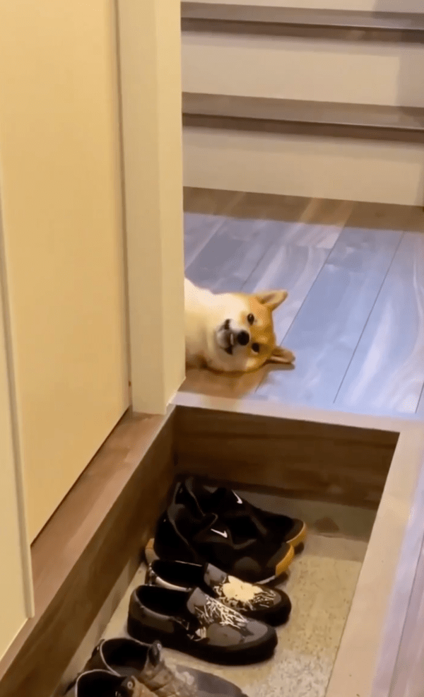 출처 : Reddit / 나는 나름 웃고 있다개...