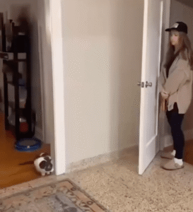 숨바꼭질의 달인, 고양이의 영특한 술래잡기