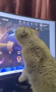 너랑, 유미랑!  롤 서포터 유미 우리 함께 잘해보자고! 말을 알아들은 고양이의 표현?