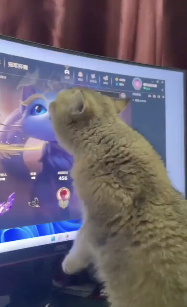 출처 : Reddit / 이 고양이는 누구냥? 너무 사랑스럽다냥!