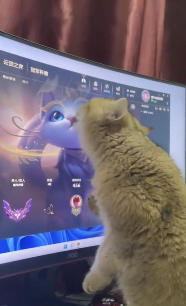 출처 : Reddit / 내가 그루밍해준다냥! 너무 좋다냥!