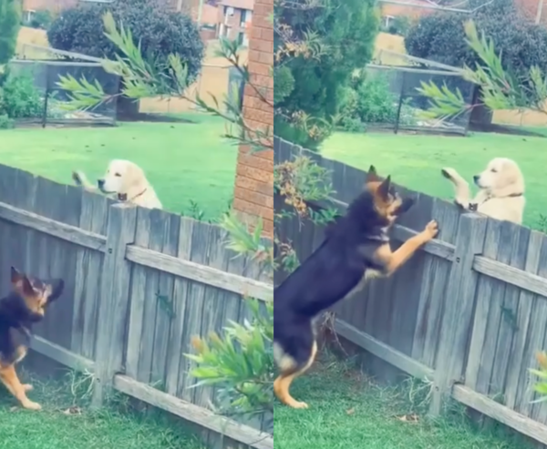 출처 : Reddit / 리트리버 : 반갑개! 새로 이사왔다개! 셰퍼드 : 나도 반갑개!