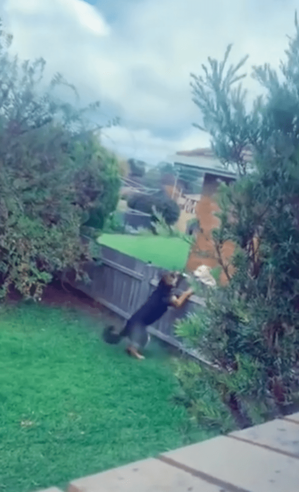 출처 : Reddit / 다시 나온거개? 언제봐도 반갑개!