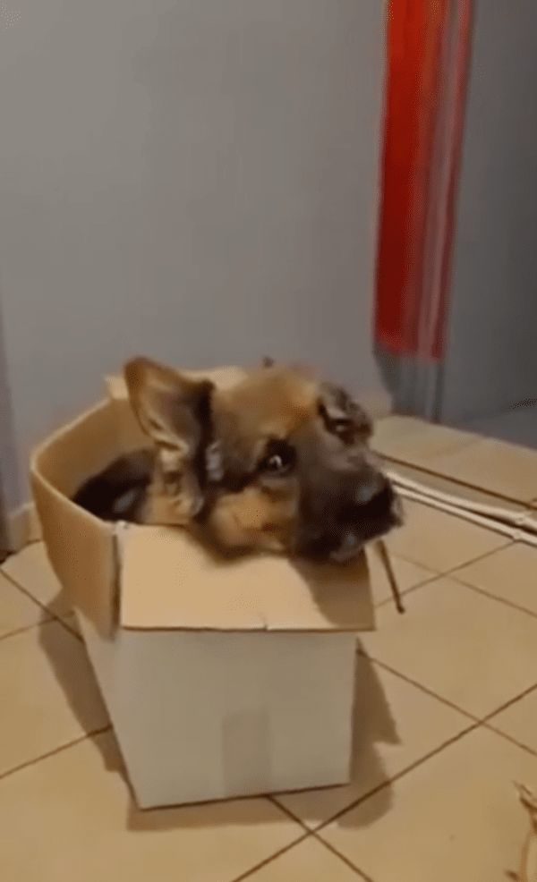 출처 : Reddit / 주인! 나 고양이 같냐개?