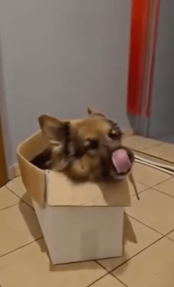 출처 : Reddit / 너무 편안하다개! 박스가 쿠션으로는 최고다개!