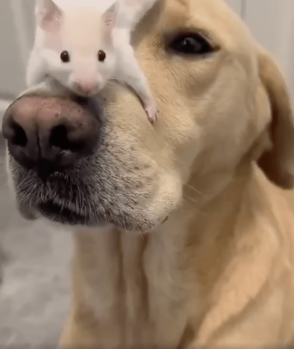 출처 : Reddit / 리트리버 : 난 왜 여기에 있개? 쥐 : 너는 내 침대쥐