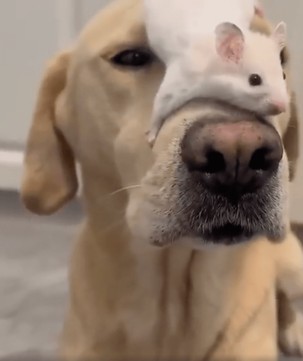 출처 : Reddit / 네 머리 위가 너무나 안락하쥐