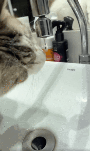 타이밍 마스터? 물방울과 고양이의 끝나지 않는 싸움