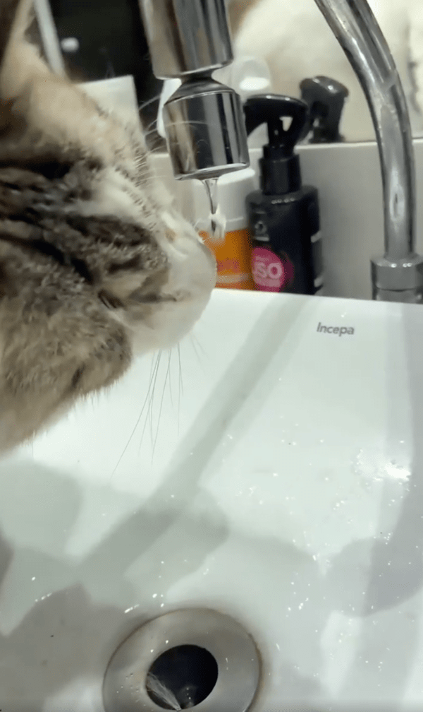 출처 : Reddit / 목마르다냥~ 물마시고 싶다냥~