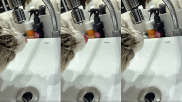 출처 : Reddit / 혀를 날름거렸는데 물을 마실수가 없다냥 흑흑