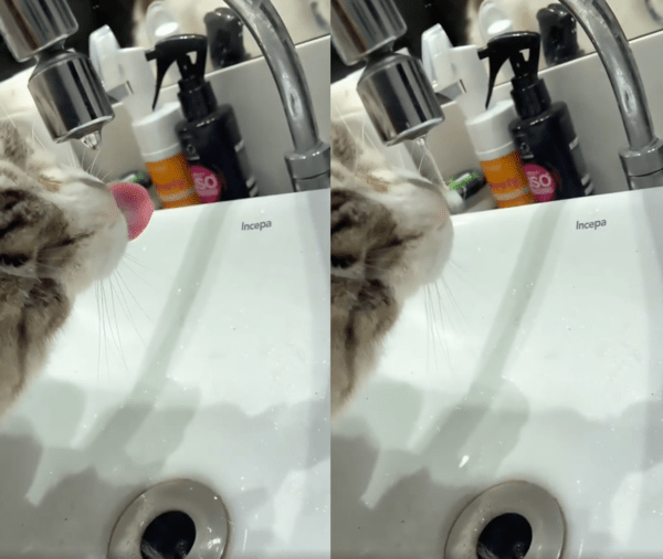 출처 : Reddit / 어떻게 이렇게 물을 마실 수가 없냥?