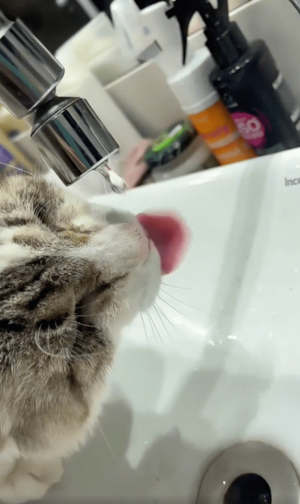 출처 : Reddit / 날름! 물방울 한 방울이라도 마시고 싶다냥!