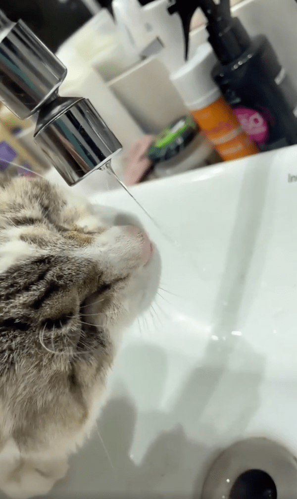 출처 : Reddit / 하지만 못마셨다냥...