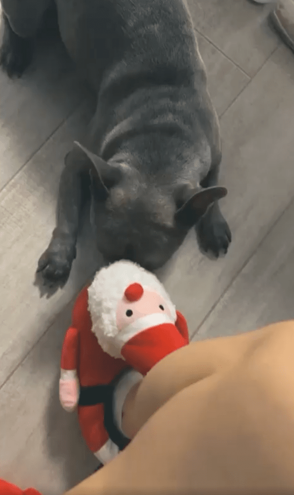 출처 : Reddit / 으르르르 이건 뭐냐개? 산타클로스 할아버지가 누구냐개?