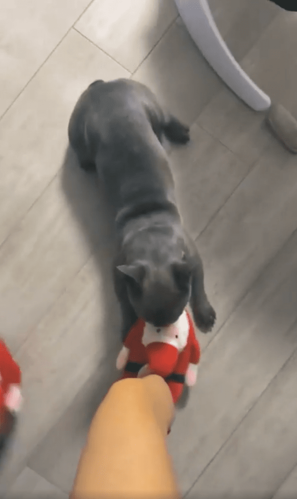 출처 : Reddit / 주인 발에 매달려 있는 산타클로스 할아버지가 마음에 든다개!