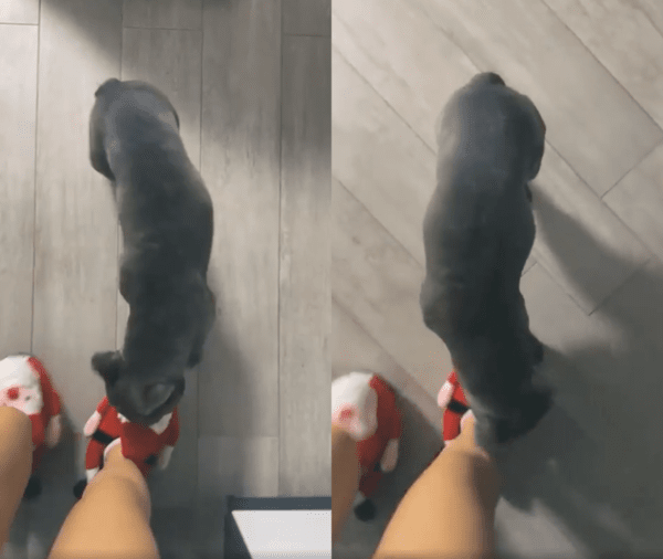 출처 : Reddit / 으르르르! 크리스마스 너무 재밌다개!