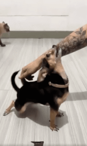 춤추는 강아지, 사랑스러운 춤(?)으로 모두를 미소 짓게 하다