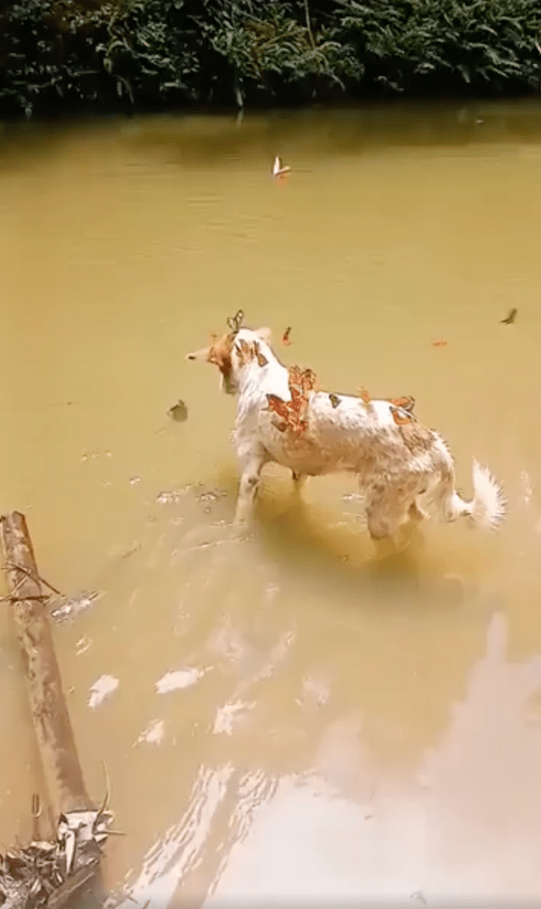 출처 : Reddit / 강아지에게 달라붙은 엄청난 수의 나비들