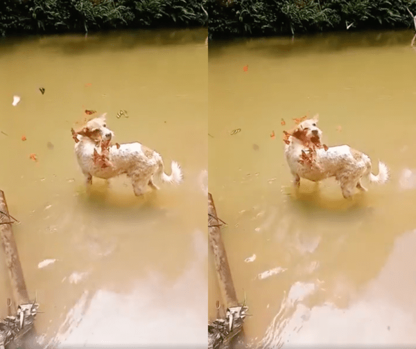 출처 : Reddit / 등에 내려앉은 나비들이 너무 귀찮은 강아지의 행동