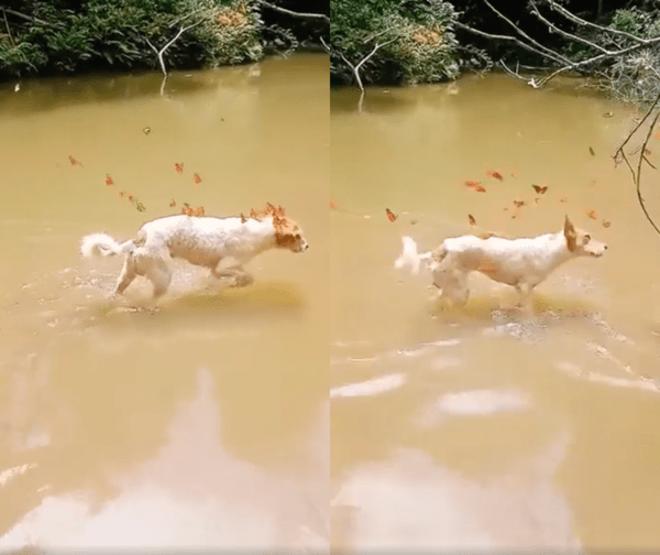 출처 : Reddit / 나비에게서 벗어나려고 앞으로 움직이는 강아지