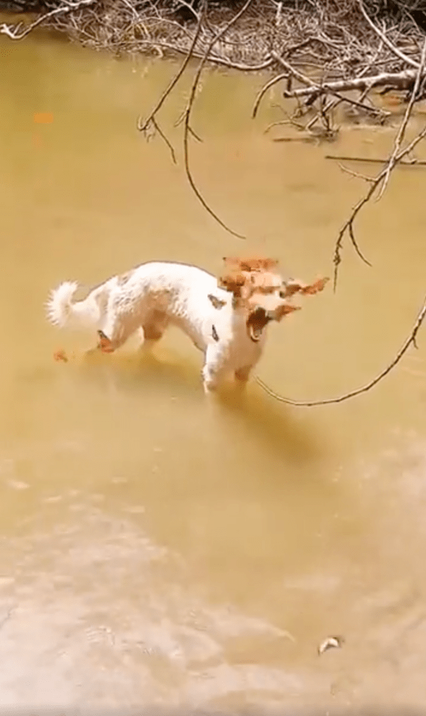 출처 : Reddit / 다가오는 나비가 너무 화가 나는 강아지