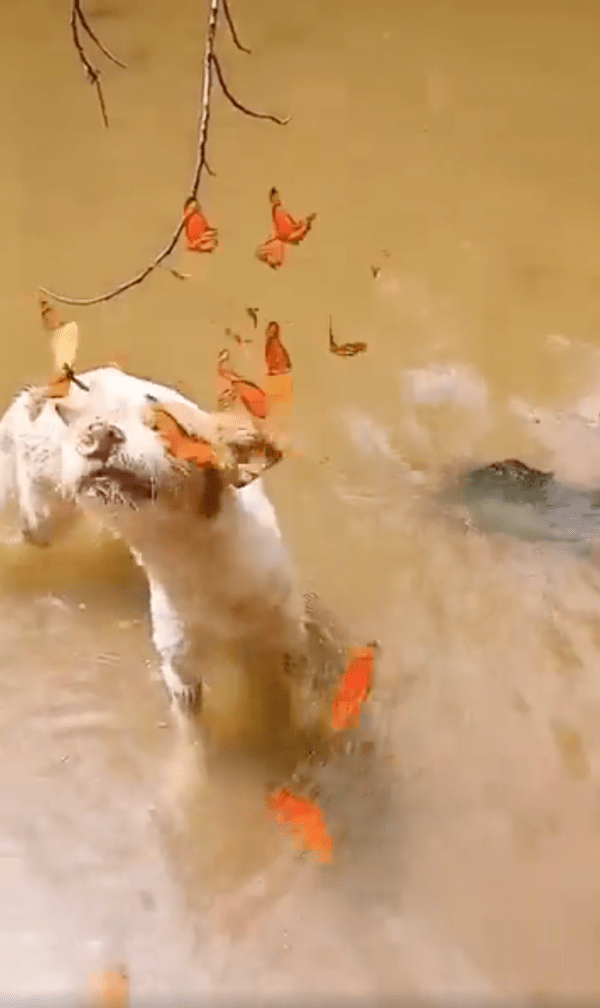 출처 : Reddit / 달라붙는 나비들에 포기한 듯한 강아지