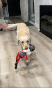 크리스마스 인형 사수 작전, 리트리버와 강아지의 귀여운 신경전