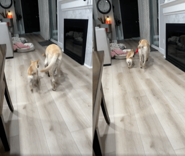 출처 : Reddit / 어디선가 나타나서 인형을 노리는 강아지