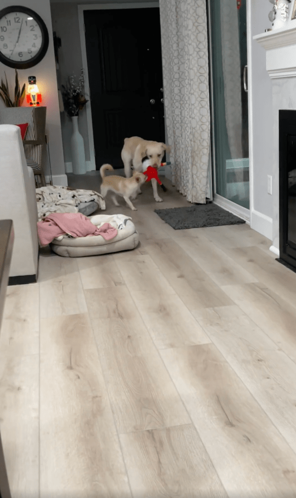 출처 : Reddit / 인형을 절대 놓지 않는 두 강아지들