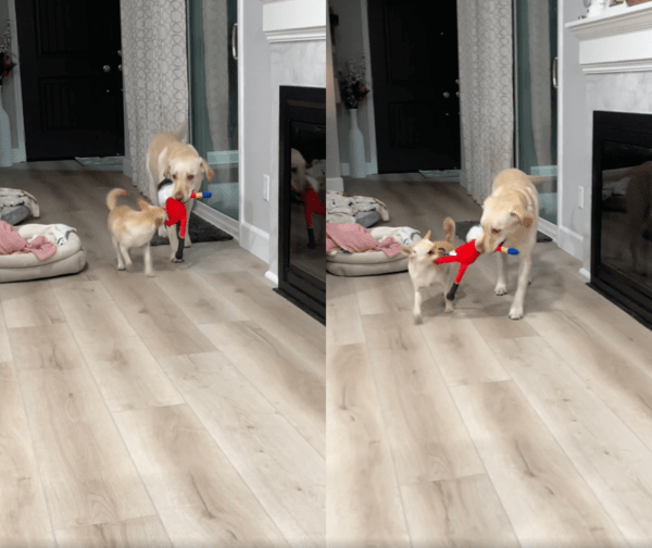 출처 : Reddit / 같은 방향으로 움직이며 인형을 꽉 잡고 있는 강아지들
