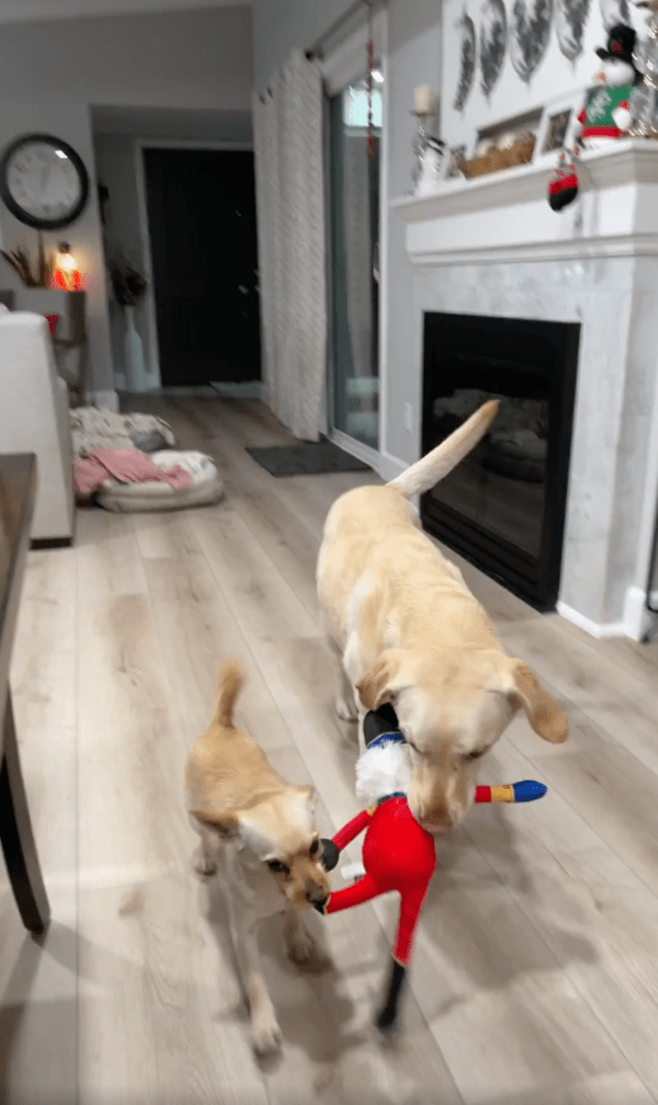 출처 : Reddit / 누가 호두까기 인형을 차지했을까?