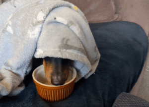 닥스훈트의 이불 속 평온함과 밥그릇의 아쉬움