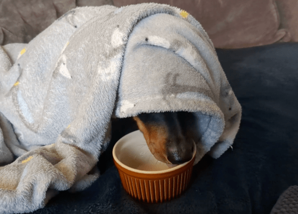 출처 : Reddit / 빈 그릇을 핥고 있는 닥스훈트