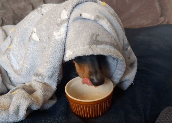 출처 : Reddit / 아쉬운 듯 혀를 날름거리는 닥스훈트