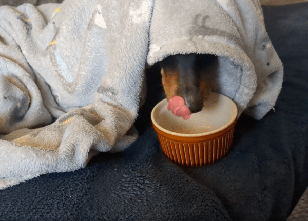 출처 : Reddit / 밥을 더 먹고 싶은 닥스훈트