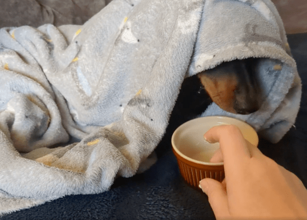 출처 : Reddit / 다 먹은 걸 보고 그릇을 가져가는 주인