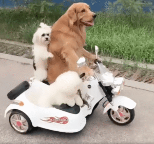 리트리버와 강아지들 삼총사의 특별한 오토바이 여행