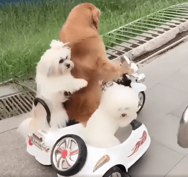 출처 : Reddit / 평온하게 오토바이 장난감을 타고 있는 강아지들